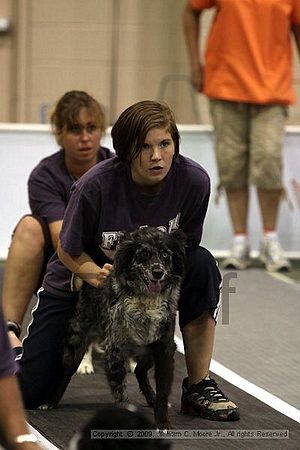 Dawg Derby Flyball Tournement<br />July 11, 2009<br />Classic Center<br />Athens, Ga