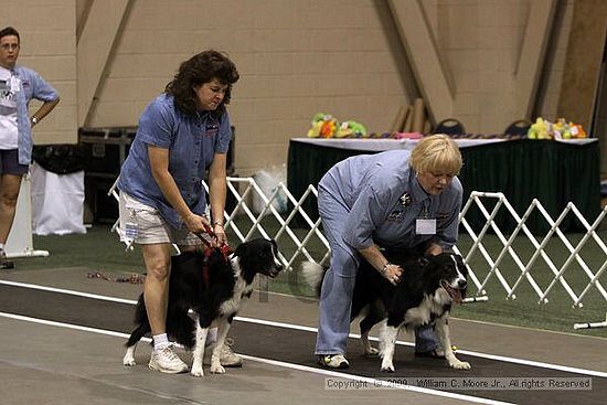 Dawg Derby Flyball Tournement<br />July 11, 2009<br />Classic Center<br />Athens, Ga