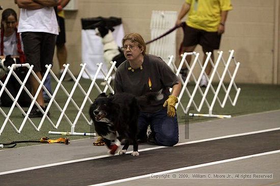 Dawg Derby Flyball Tournement<br />July 11, 2009<br />Classic Center<br />Athens, Ga