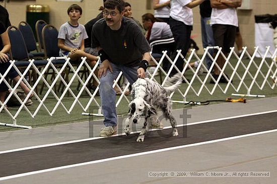 Dawg Derby Flyball Tournement<br />July 11, 2009<br />Classic Center<br />Athens, Ga