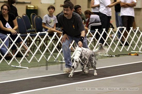 Dawg Derby Flyball Tournement<br />July 11, 2009<br />Classic Center<br />Athens, Ga