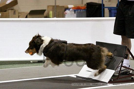 Dawg Derby Flyball Tournement<br />July 11, 2009<br />Classic Center<br />Athens, Ga