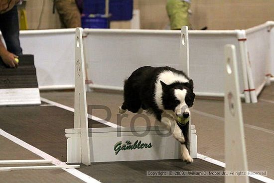 Dawg Derby Flyball Tournement<br />July 11, 2009<br />Classic Center<br />Athens, Ga