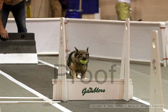 Dawg Derby Flyball Tournement<br />July 11, 2009<br />Classic Center<br />Athens, Ga