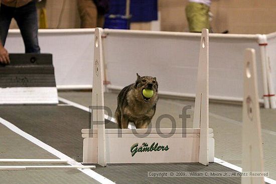 Dawg Derby Flyball Tournement<br />July 11, 2009<br />Classic Center<br />Athens, Ga