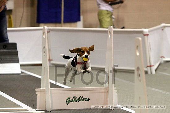 Dawg Derby Flyball Tournement<br />July 11, 2009<br />Classic Center<br />Athens, Ga