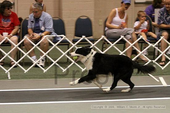 Dawg Derby Flyball Tournement<br />July 11, 2009<br />Classic Center<br />Athens, Ga