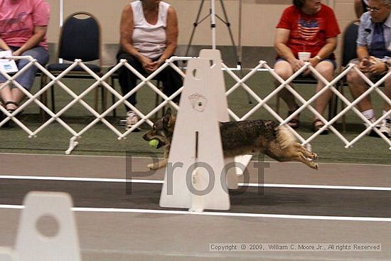 Dawg Derby Flyball Tournement<br />July 11, 2009<br />Classic Center<br />Athens, Ga