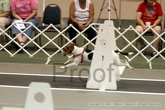 Dawg Derby Flyball Tournement<br />July 11, 2009<br />Classic Center<br />Athens, Ga