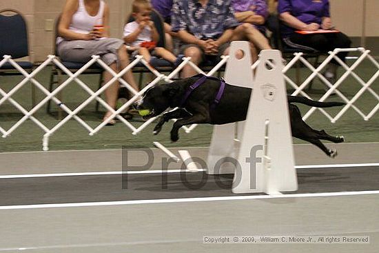 Dawg Derby Flyball Tournement<br />July 11, 2009<br />Classic Center<br />Athens, Ga