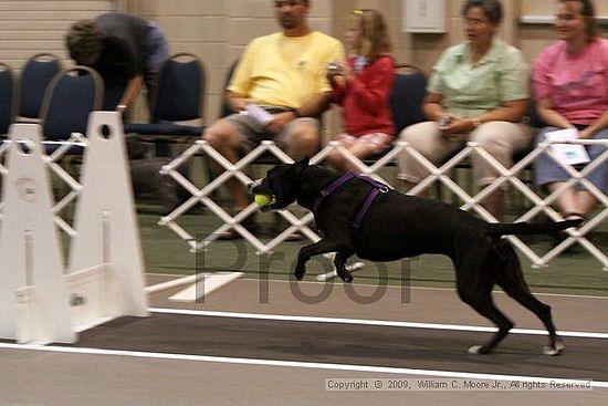 Dawg Derby Flyball Tournement<br />July 11, 2009<br />Classic Center<br />Athens, Ga