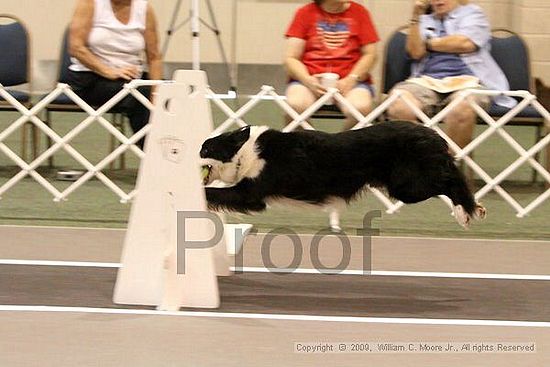 Dawg Derby Flyball Tournement<br />July 11, 2009<br />Classic Center<br />Athens, Ga