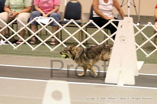 Dawg Derby Flyball Tournement<br />July 11, 2009<br />Classic Center<br />Athens, Ga