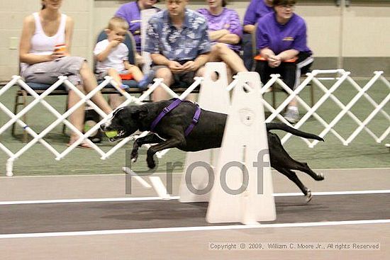 Dawg Derby Flyball Tournement<br />July 11, 2009<br />Classic Center<br />Athens, Ga