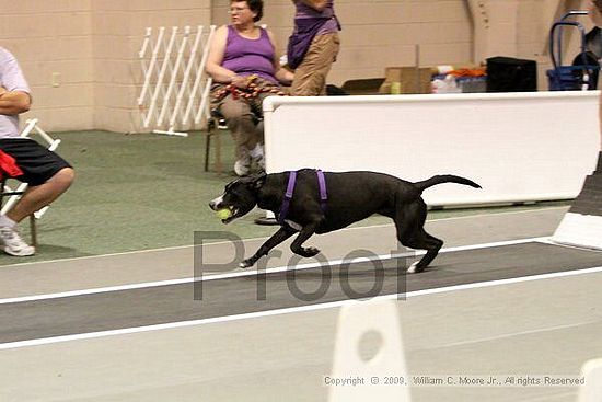 Dawg Derby Flyball Tournement<br />July 11, 2009<br />Classic Center<br />Athens, Ga