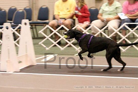 Dawg Derby Flyball Tournement<br />July 11, 2009<br />Classic Center<br />Athens, Ga