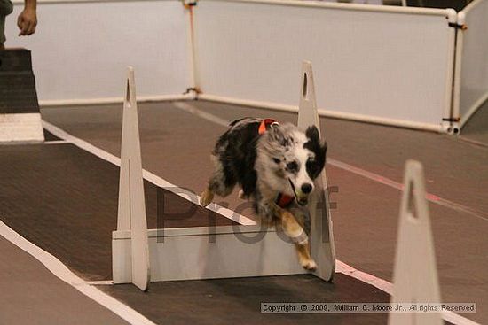 Dawg Derby Flyball Tournement<br />July 12, 2009<br />Classic Center<br />Athens, Ga