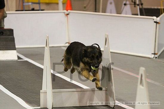 Dawg Derby Flyball Tournement<br />July 12, 2009<br />Classic Center<br />Athens, Ga