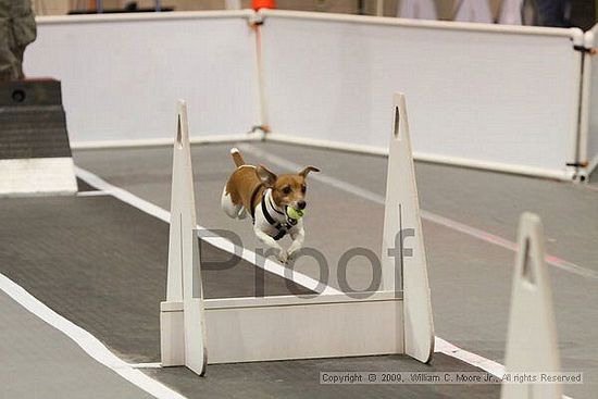 Dawg Derby Flyball Tournement<br />July 12, 2009<br />Classic Center<br />Athens, Ga