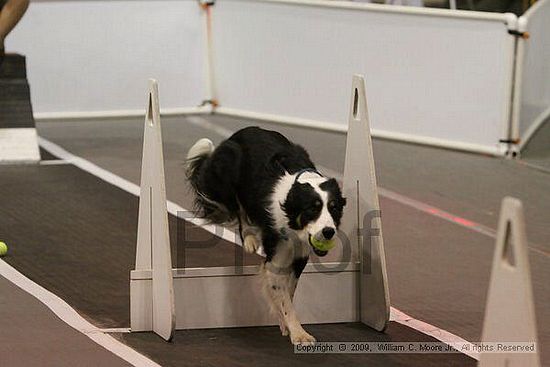 Dawg Derby Flyball Tournement<br />July 12, 2009<br />Classic Center<br />Athens, Ga