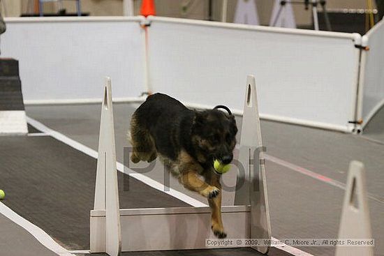 Dawg Derby Flyball Tournement<br />July 12, 2009<br />Classic Center<br />Athens, Ga