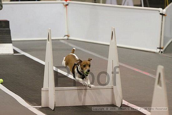 Dawg Derby Flyball Tournement<br />July 12, 2009<br />Classic Center<br />Athens, Ga