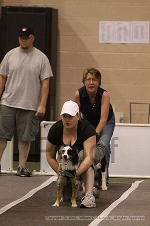 Dawg Derby Flyball Tournement<br />July 12, 2009<br />Classic Center<br />Athens, Ga