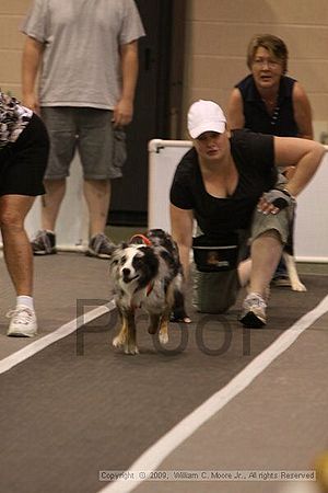 Dawg Derby Flyball Tournement<br />July 12, 2009<br />Classic Center<br />Athens, Ga