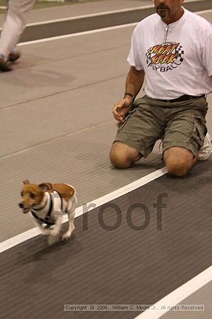 Dawg Derby Flyball Tournement<br />July 12, 2009<br />Classic Center<br />Athens, Ga