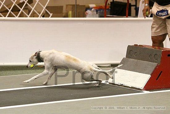 Dawg Derby Flyball Tournement<br />July 12, 2009<br />Classic Center<br />Athens, Ga