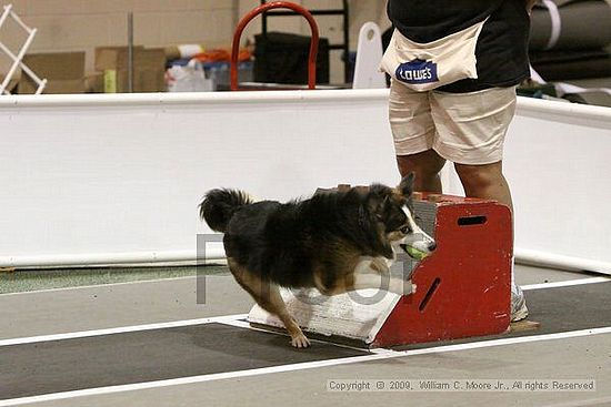 Dawg Derby Flyball Tournement<br />July 12, 2009<br />Classic Center<br />Athens, Ga