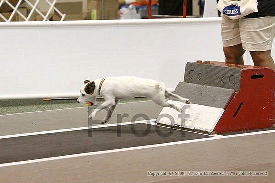 Dawg Derby Flyball Tournement<br />July 12, 2009<br />Classic Center<br />Athens, Ga