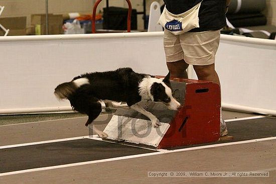 Dawg Derby Flyball Tournement<br />July 12, 2009<br />Classic Center<br />Athens, Ga