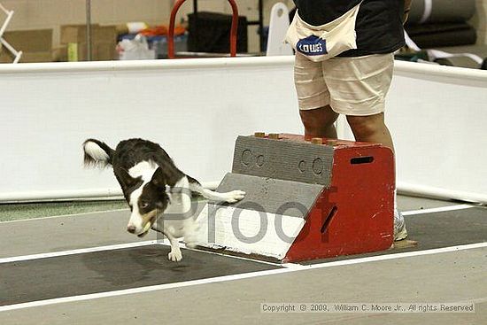 Dawg Derby Flyball Tournement<br />July 12, 2009<br />Classic Center<br />Athens, Ga