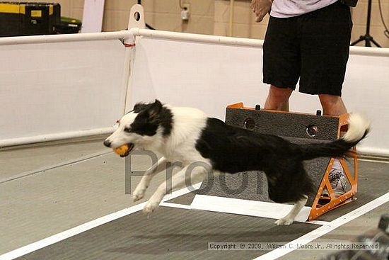 Dawg Derby Flyball Tournement<br />July 12, 2009<br />Classic Center<br />Athens, Ga