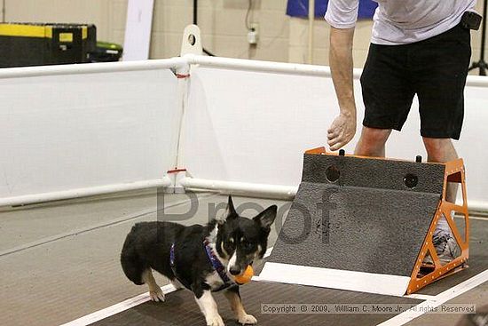 Dawg Derby Flyball Tournement<br />July 12, 2009<br />Classic Center<br />Athens, Ga