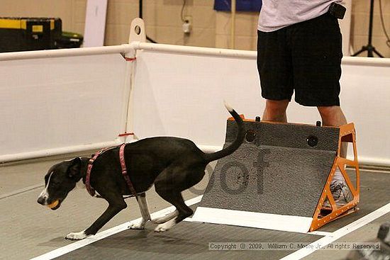 Dawg Derby Flyball Tournement<br />July 12, 2009<br />Classic Center<br />Athens, Ga