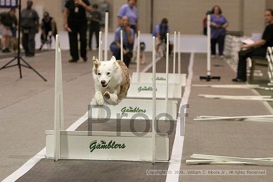 Dawg Derby Flyball Tournement<br />July 12, 2009<br />Classic Center<br />Athens, Ga