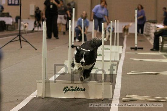 Dawg Derby Flyball Tournement<br />July 12, 2009<br />Classic Center<br />Athens, Ga