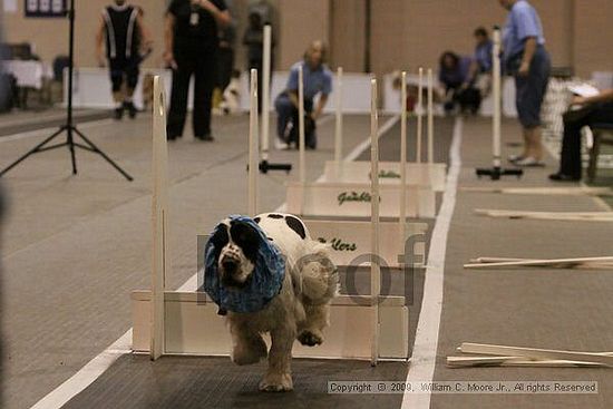 Dawg Derby Flyball Tournement<br />July 12, 2009<br />Classic Center<br />Athens, Ga