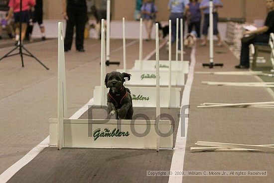 Dawg Derby Flyball Tournement<br />July 12, 2009<br />Classic Center<br />Athens, Ga