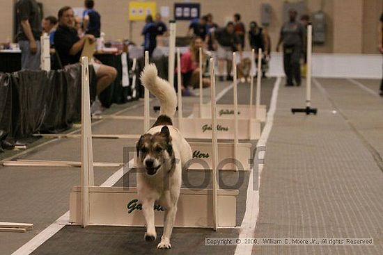 Dawg Derby Flyball Tournement<br />July 12, 2009<br />Classic Center<br />Athens, Ga