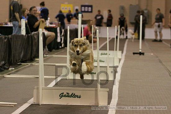 Dawg Derby Flyball Tournement<br />July 12, 2009<br />Classic Center<br />Athens, Ga