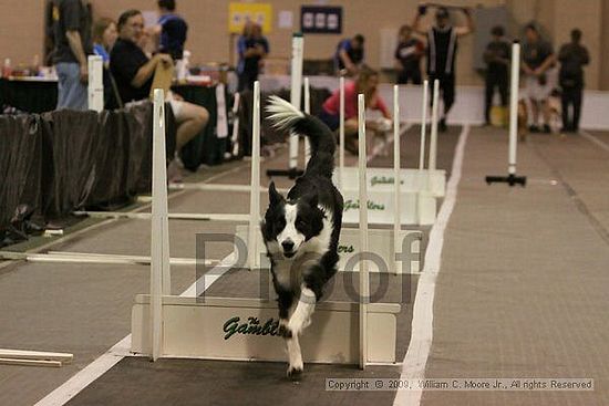 Dawg Derby Flyball Tournement<br />July 12, 2009<br />Classic Center<br />Athens, Ga