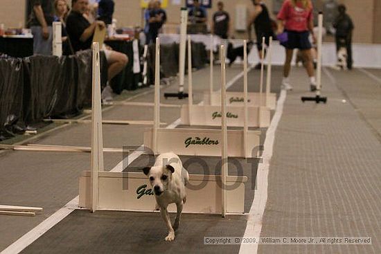 Dawg Derby Flyball Tournement<br />July 12, 2009<br />Classic Center<br />Athens, Ga