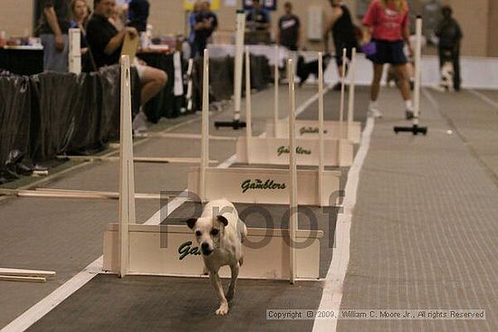 Dawg Derby Flyball Tournement<br />July 12, 2009<br />Classic Center<br />Athens, Ga