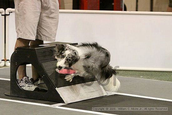 Dawg Derby Flyball Tournement<br />July 12, 2009<br />Classic Center<br />Athens, Ga