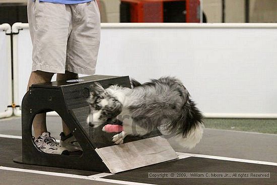 Dawg Derby Flyball Tournement<br />July 12, 2009<br />Classic Center<br />Athens, Ga