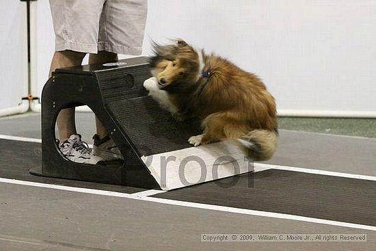 Dawg Derby Flyball Tournement<br />July 12, 2009<br />Classic Center<br />Athens, Ga