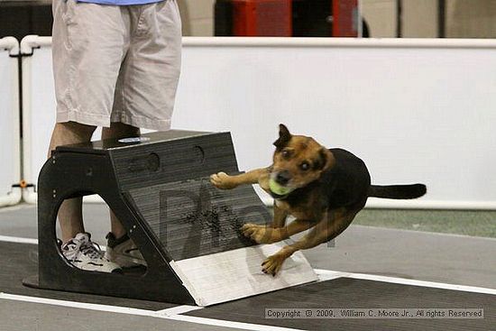 Dawg Derby Flyball Tournement<br />July 12, 2009<br />Classic Center<br />Athens, Ga